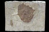 Fossil Poplar Leaf (Populus) - Nebraska #119346-1